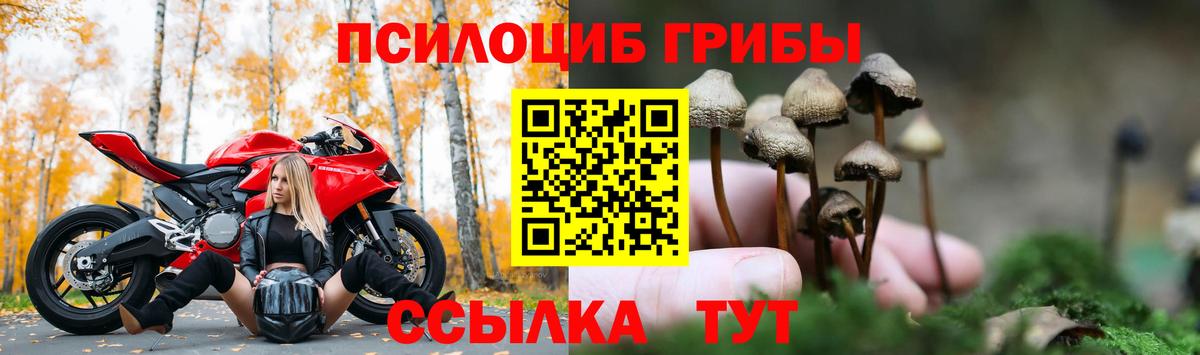 Галлюциногенные грибы Psilocybe Сунжа